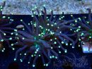 WYSIWYG Euphyllia glabrescens (Mariculture acclimated under LED) 8D1