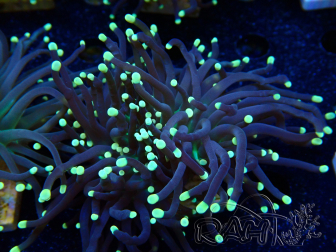WYSIWYG Euphyllia glabrescens (Maricultura aclimatada bajo LED) 8D2