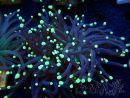WYSIWYG Euphyllia glabrescens (Mariculture acclimaté sous LED) 8D2