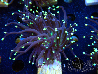 WYSIWYG Euphyllia glabrescens (Mariculture acclimaté sous LED) 8D3