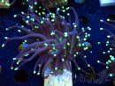 WYSIWYG Euphyllia glabrescens (Maricoltura acclimatata sotto LED) 8D3