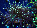 WYSIWYG Euphyllia glabrescens (Mariculture acclimaté sous LED) 8D4
