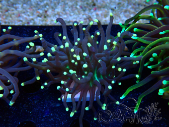 WYSIWYG Euphyllia glabrescens (Mariculture acclimaté sous LED) 8D5