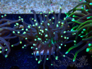 WYSIWYG Euphyllia glabrescens (Maricultura acclimatata sotto LED) 8D5