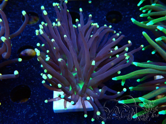 WYSIWYG Euphyllia glabrescens (Mariculture acclimaté sous LED) 8D6
