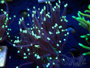 WYSIWYG Euphyllia glabrescens (Mariculture acclimated under LED) 8N1