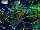 WYSIWYG Euphyllia glabrescens (Mariculture acclimated under LED) 8N2
