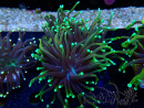 WYSIWYG Euphyllia glabrescens (Maricoltura acclimatata sotto LED) 8E1