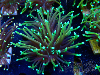 WYSIWYG Euphyllia glabrescens (Marikultur unter LED akklimatisiert) 8E2
