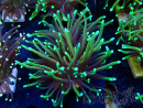 WYSIWYG Euphyllia glabrescens (Mariculture acclimaté sous LED) 8E2