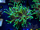 WYSIWYG Euphyllia glabrescens (Maricoltura acclimatata sotto LED) 8E3