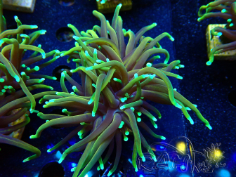 WYSIWYG Euphyllia glabrescens (Marikultur akklimatisiert unter LED) 8E4