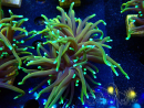 WYSIWYG Euphyllia glabrescens (Maricultura aclimatada bajo LED) 8E4