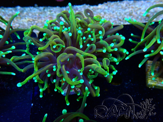 WYSIWYG Euphyllia glabrescens (Mariculture acclimated under LED) 8E5