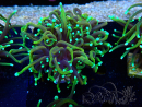 WYSIWYG Euphyllia glabrescens (Mariculture acclimated under LED) 8E5
