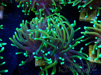WYSIWYG Euphyllia glabrescens (Maricultura aclimatada bajo LED) 8E6