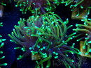 WYSIWYG Euphyllia glabrescens (Mariculture acclimaté sous LED) 8E6