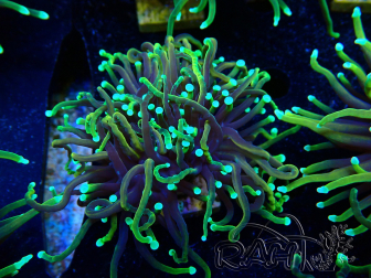 WYSIWYG Euphyllia glabrescens (Mariculture acclimaté sous LED) 8E7