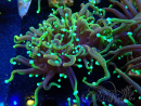 WYSIWYG Euphyllia glabrescens Super Bright (Mariculture acclimated under LED) 8N4