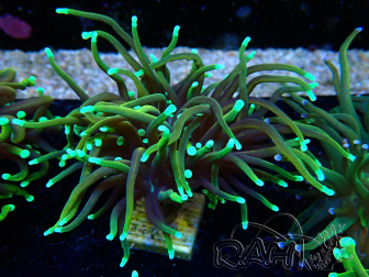 WYSIWYG Euphyllia glabrescens (Mariculture acclimaté sous LED) 8F1
