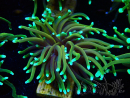 WYSIWYG Euphyllia glabrescens (Mariculture acclimated under LED) 8F2