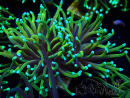WYSIWYG Euphyllia glabrescens (Marikultur akklimatisiert unter LED) 8F3