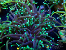 WYSIWYG Euphyllia glabrescens (Mariculture acclimated under LED) 8F4