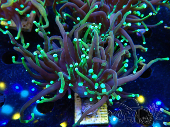 WYSIWYG Euphyllia glabrescens (Marikultur unter LED akklimatisiert) 8F5