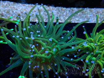 WYSIWYG Euphyllia glabrescens (Mariculture acclimaté sous LED) 8F7