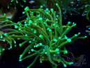 WYSIWYG Euphyllia glabrescens (Mariculture acclimated under LED) 8N6