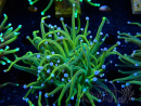 WYSIWYG Euphyllia glabrescens (Mariculture acclimaté sous LED) 8G1