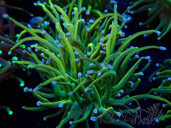 WYSIWYG Euphyllia glabrescens (Maricoltura acclimatata sotto LED) 8G2