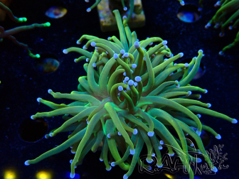 WYSIWYG Euphyllia glabrescens (Marikultur, unter LED akklimatisiert) 8G3