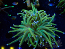 WYSIWYG Euphyllia glabrescens (Marikultur, unter LED akklimatisiert) 8G3