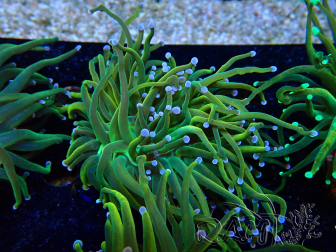 WYSIWYG Euphyllia glabrescens (Mariculture acclimated under LED) 8G4