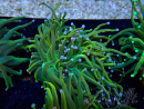 WYSIWYG Euphyllia glabrescens (Mariculture acclimaté sous LED) 8G4