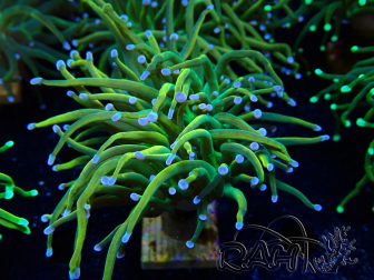 WYSIWYG Euphyllia glabrescens (Mariculture acclimaté sous LED) 8G5