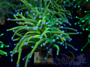 WYSIWYG Euphyllia glabrescens (Mariculture acclimaté sous LED) 8G5