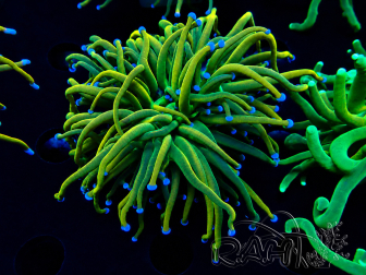 WYSIWYG Euphyllia glabrescens (Mariculture acclimaté sous LED) 8G6