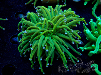 WYSIWYG Euphyllia glabrescens (Maricoltura acclimatato sotto LED) 8G6