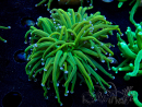 WYSIWYG Euphyllia glabrescens (Maricoltura acclimatato sotto LED) 8G6