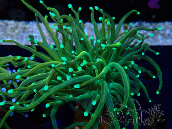 WYSIWYG Euphyllia glabrescens (Maricoltura acclimatata sotto LED) 8A7