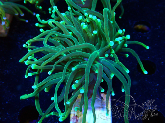 WYSIWYG Euphyllia glabrescens (Maricoltura acclimatata sotto LED) 8A7