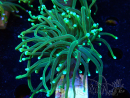 WYSIWYG Euphyllia glabrescens (Maricultura aclimatada bajo LED) 8A7