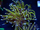 WYSIWYG Euphyllia glabrescens (Maricultura aclimatada bajo LED) 8H4