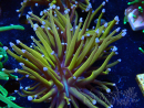 WYSIWYG Euphyllia glabrescens (Mariculture acclimaté sous LED) 8H5