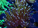 WYSIWYG Euphyllia glabrescens (Mariculture acclimaté sous LED) 8H6