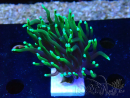 WYSIWYG Euphyllia glabrescens (Mariculture acclimaté sous LED) 8H7