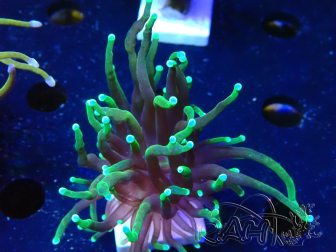 WYSIWYG Euphyllia glabrescens (Maricultura acclimatata sotto LED) 8C7