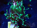 WYSIWYG Euphyllia glabrescens (Mariculture acclimaté sous LED) 8I1